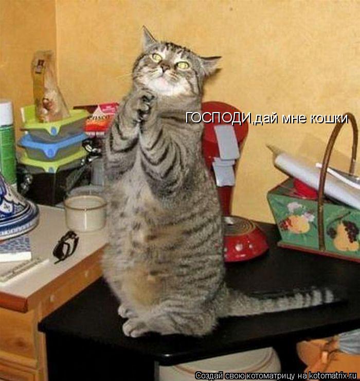 ГОСПОДИ,дай мне кошки... Котоматрица: ГОСПОДИ,дай мне кошки