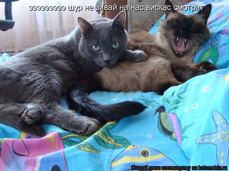 эээээээээ шур не зивай на нас вискас смотрит... Котоматрица: эээээээээ шур не зивай на нас вискас смотрит