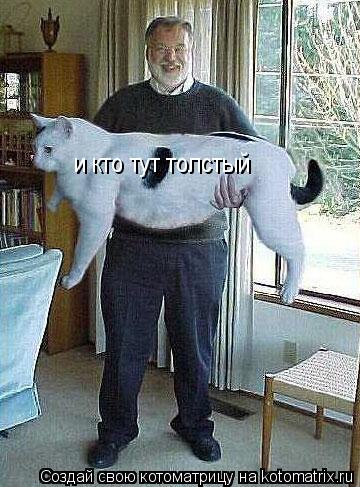 и кто тут толстый... Котоматрица: и кто тут толстый