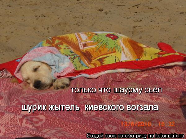Котоматрица: только что шаурму сьел шурик жытель  киевского вогзала
