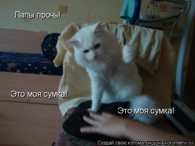 Котоматрица: Лапы прочь! Это моя сумка! Это моя сумка!