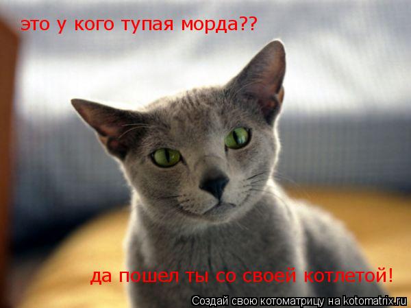 Котоматрица: это у кого тупая морда?? да пошел ты со своей котлетой!