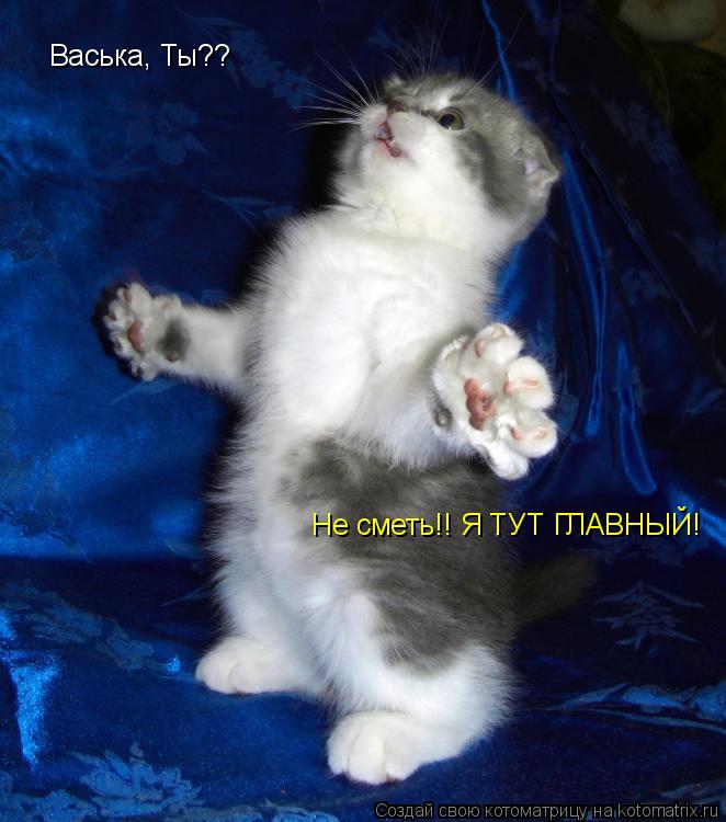 Котоматрица: Васька, Ты?? Не сметь!! Я ТУТ ГЛАВНЫЙ!