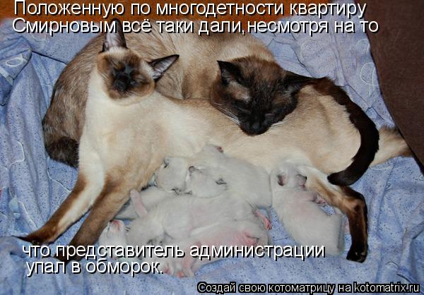 Котоматрица: Положенную по многодетности квартиру Смирновым всё таки дали,несмотря на то что представитель администрации  упал в обморок.