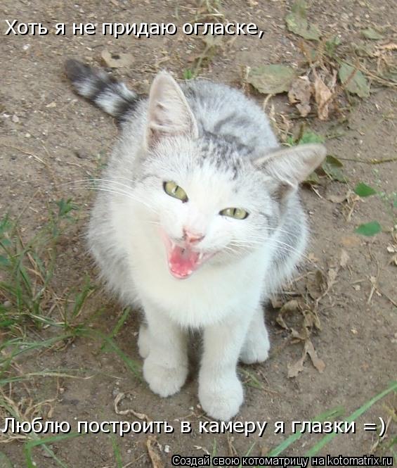 Хоть я не придаю огласке, Люблю построить в камеру я глазки =)... Котоматрица: Хоть я не придаю огласке, Люблю построить в камеру я глазки =)
