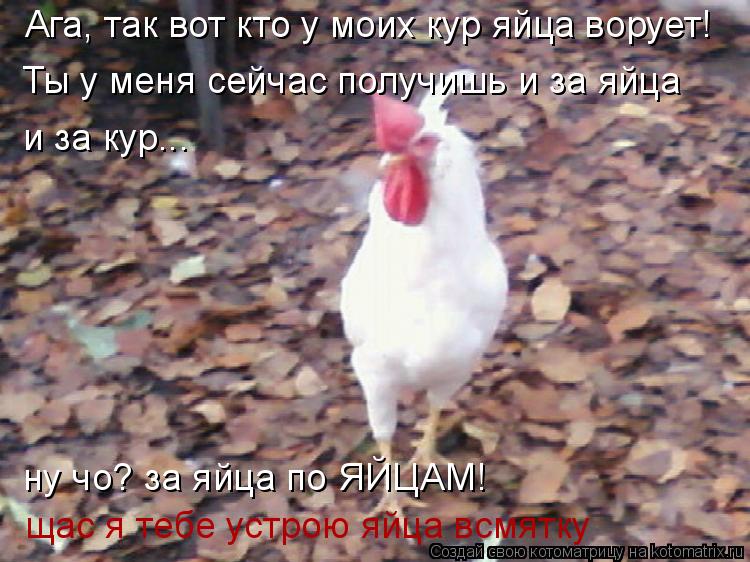 Котоматрица: Ага, так вот кто у моих кур яйца ворует! Ты у меня сейчас получишь и за яйца и за кур... ну чо? за яйца по ЯЙЦАМ! щас я тебе устрою яйца всмятку