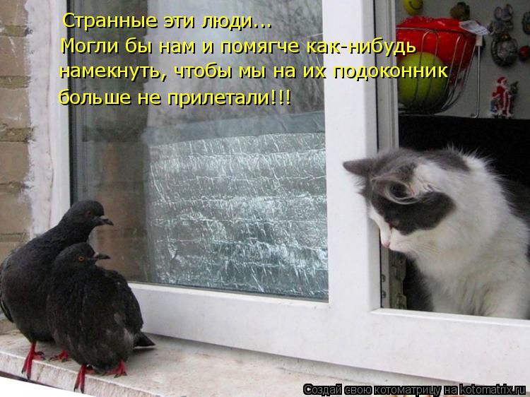 Странные эти люди... Могли бы нам и помягче как-нибудь намекнуть, чтобы мы на их подоконник больше не... Котоматрица: Странные эти люди... Могли бы нам и помягче как-нибудь намекнуть, чтобы мы на их подоконник больше не прилетали!!!