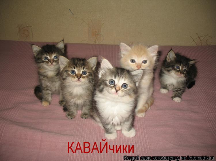 Котоматрица: КАВАЙчики