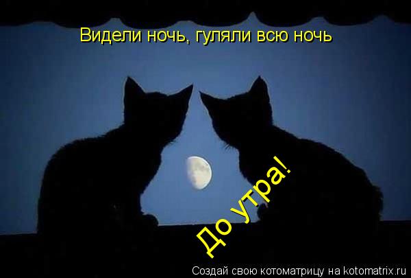 Видели ночь, гуляли всю ночь До утра!... Котоматрица: Видели ночь, гуляли всю ночь До утра!
