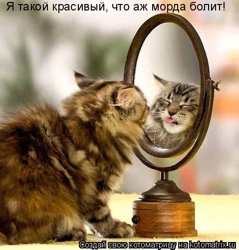 Я такой красивый, что аж морда болит!... Котоматрица: Я такой красивый, что аж морда болит!