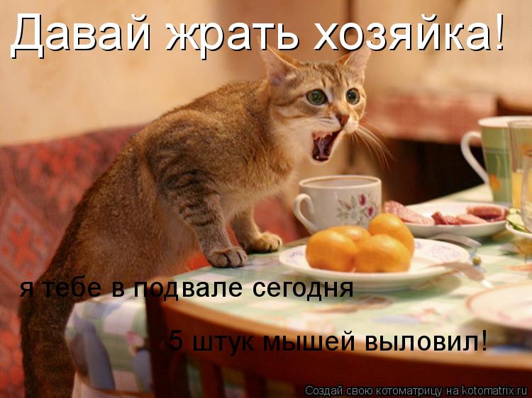 Давай жрать хозяйка! я тебе в подвале сегодня 5 штук мышей выловил!... Котоматрица: Давай жрать хозяйка! я тебе в подвале сегодня 5 штук мышей выловил!