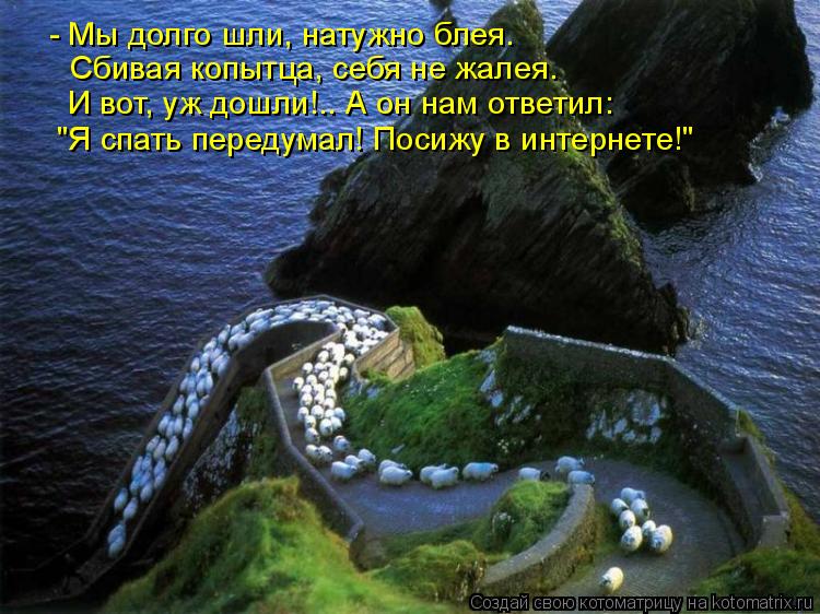 - Мы долго шли, натужно блея. Сбивая копытца, себя не жалея. И вот, уж дошли!.. А он нам ответил: "Я ... Котоматрица: - Мы долго шли, натужно блея. Сбивая копытца, себя не жалея. И вот, уж дошли!.. А он нам ответил: "Я спать передумал! Посижу в интернете!"