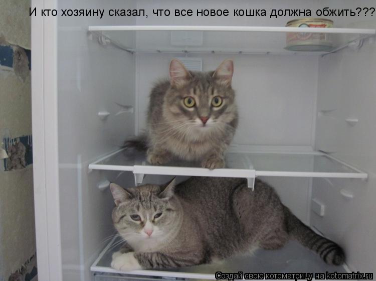 И кто хозяину сказал, что все новое кошка должна обжить???... Котоматрица: И кто хозяину сказал, что все новое кошка должна обжить???