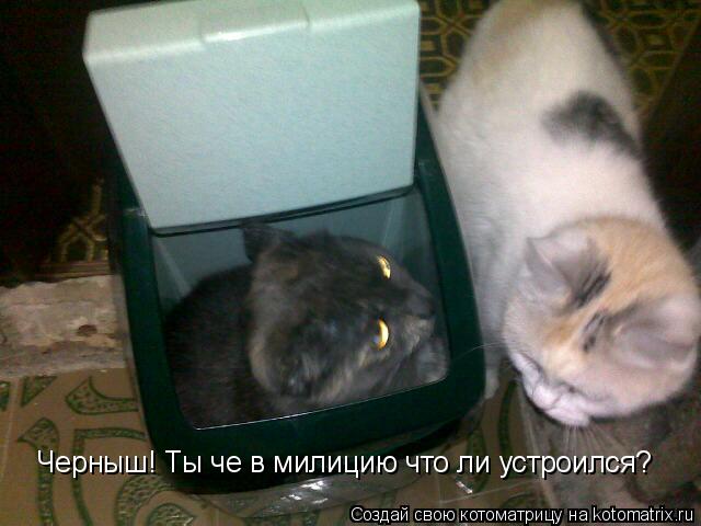 Черныш! Ты че в милицию что ли устроился?... Котоматрица: Черныш! Ты че в милицию что ли устроился?
