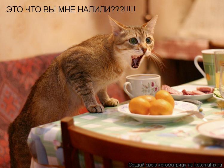 ЭТО ЧТО ВЫ МНЕ НАЛИЛИ???!!!!!... Котоматрица: ЭТО ЧТО ВЫ МНЕ НАЛИЛИ???!!!!!