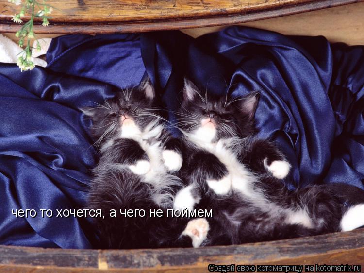 чего то хочется, а чего не поймем... Котоматрица: чего то хочется, а чего не поймем