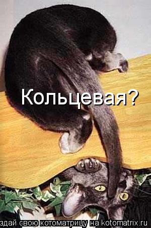 Кольцевая?... Котоматрица: Кольцевая?
