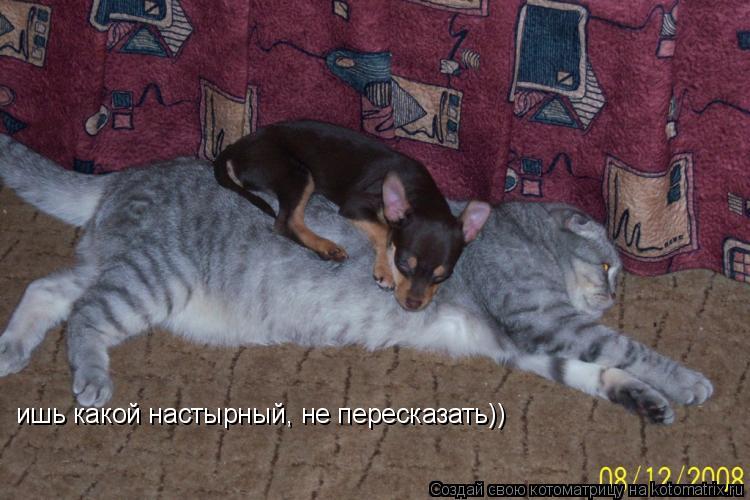 ишь какой настырный, не пересказать))... Котоматрица: ишь какой настырный, не пересказать))