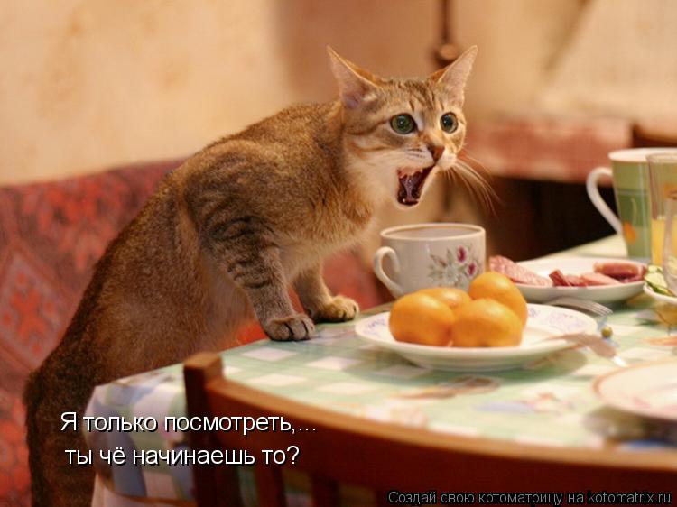 ты чё начинаешь то? Я только посмотреть,...... Котоматрица: ты чё начинаешь то? Я только посмотреть,...