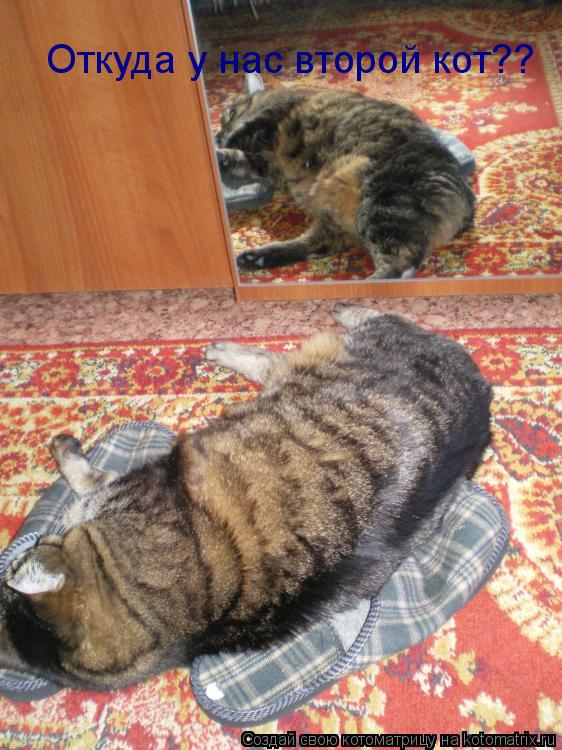 Откуда у нас второй кот??... Котоматрица: Откуда у нас второй кот??