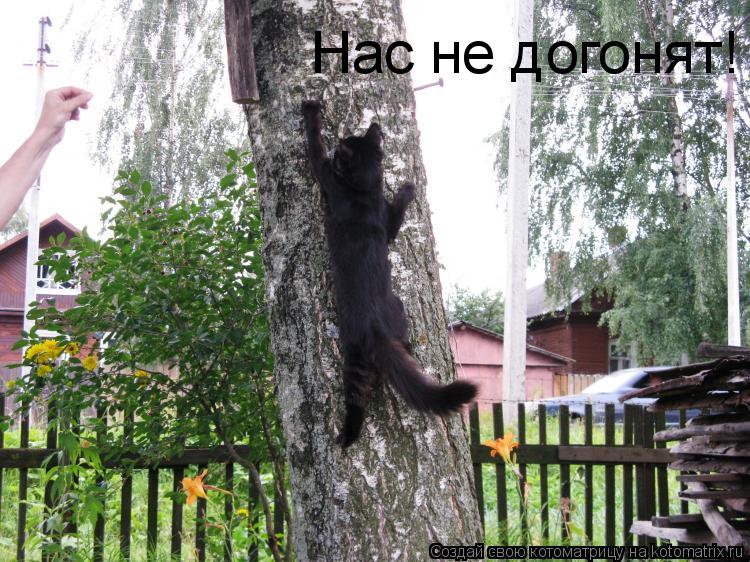 Нас не догонят!... Котоматрица: Нас не догонят!