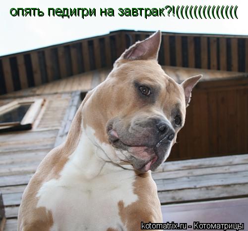 опять педигри на завтрак?!((((((((((((((... Котоматрица: опять педигри на завтрак?!((((((((((((((