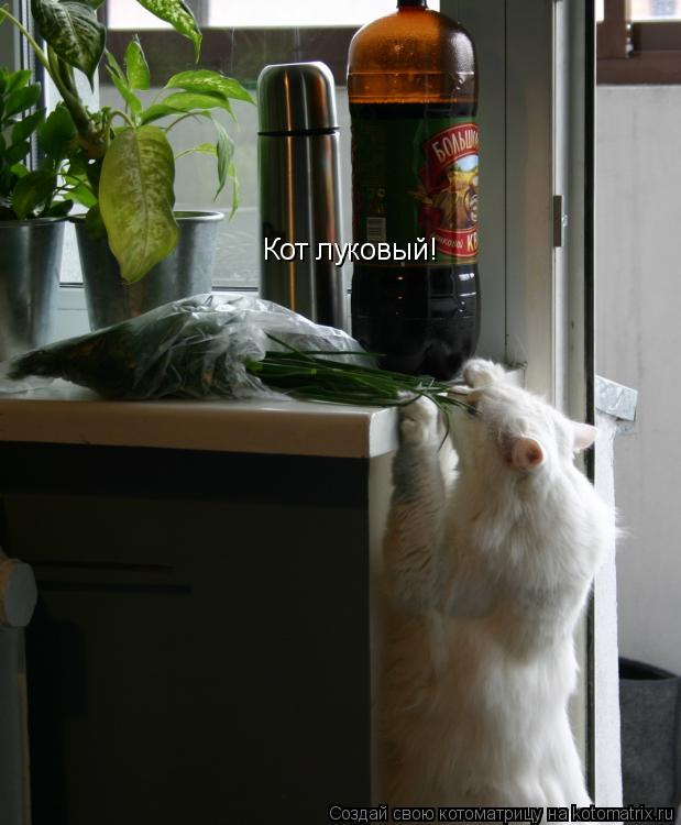 Кот луковый!... Котоматрица: Кот луковый!