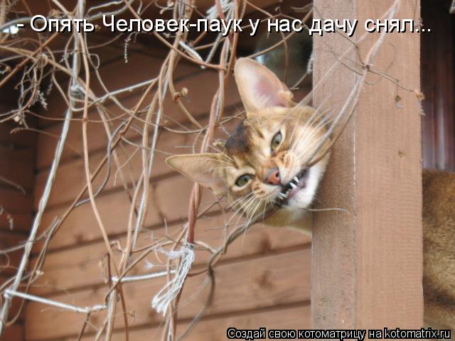 - Опять Человек-паук у нас дачу снял...... Котоматрица: - Опять Человек-паук у нас дачу снял...