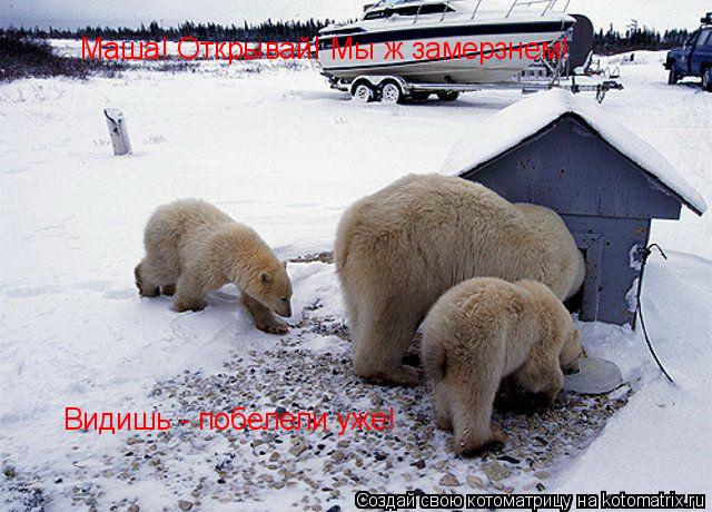 Маша! Открывай! Мы ж замерзнем! Видишь - побелели уже!... Котоматрица: Маша! Открывай! Мы ж замерзнем! Видишь - побелели уже!