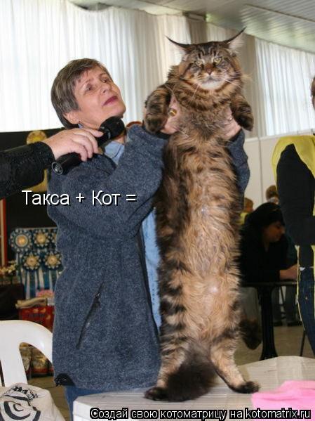 Такса + Кот =... Котоматрица: Такса + Кот =