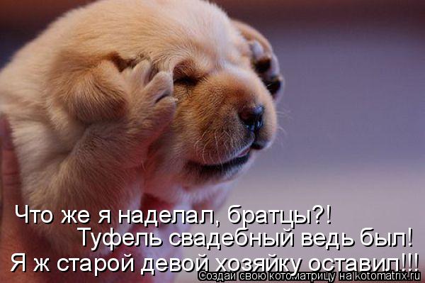 Что же я наделал, братцы?! Туфель свадебный ведь был! Я ж старой девой хозяйку оставил!!!... Котоматрица: Что же я наделал, братцы?! Туфель свадебный ведь был! Я ж старой девой хозяйку оставил!!!