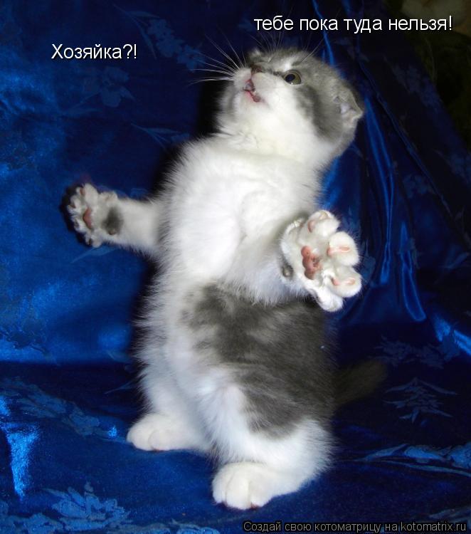 Хозяйка?! тебе пока туда нельзя!... Котоматрица: Хозяйка?! тебе пока туда нельзя!