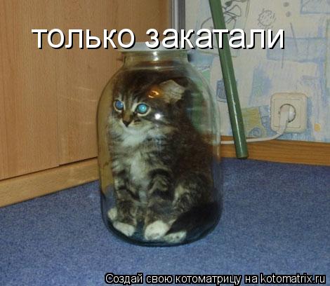 только закатали... Котоматрица: только закатали