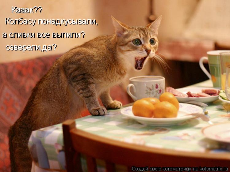 Кааак?? Кааак?? Колбасу понадкусывали, а сливки все выпили? озверели,да?... Котоматрица: Кааак?? Кааак?? Колбасу понадкусывали, а сливки все выпили? озверели,да?