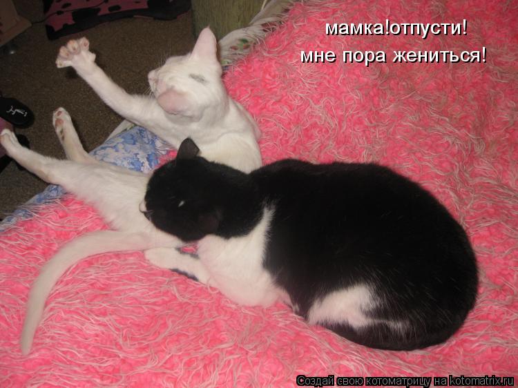 мамка!отпусти! мамка!отпусти! мне пора жениться!... Котоматрица: мамка!отпусти! мамка!отпусти! мне пора жениться!