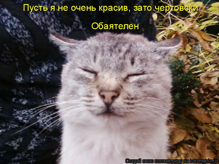 Пусть я не очень красив, зато чертовски Обаятелен... Котоматрица: Пусть я не очень красив, зато чертовски Обаятелен