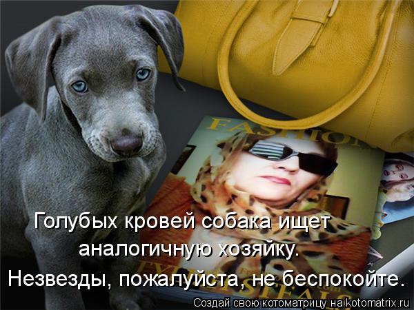 Голубых кровей собака ищет аналогичную хозяйку. Незвезды, пожалуйста, не беспокойте.... Котоматрица: Голубых кровей собака ищет аналогичную хозяйку. Незвезды, пожалуйста, не беспокойте.