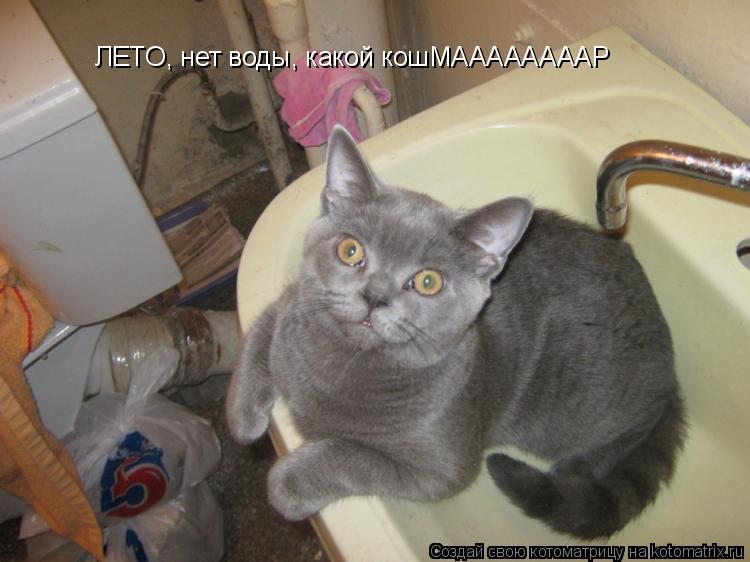 ЛЕТО, нет воды, какой кошМААААААААР... Котоматрица: ЛЕТО, нет воды, какой кошМААААААААР