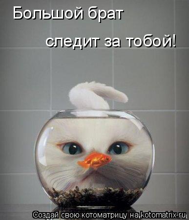 Большой брат следит за тобой!... Котоматрица: Большой брат следит за тобой!