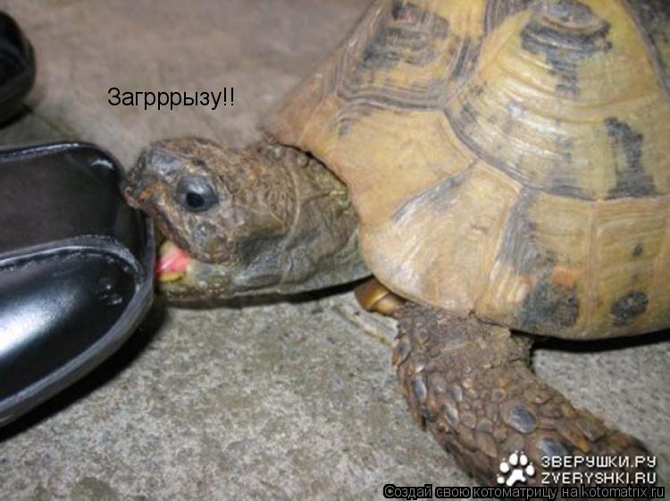 Загрррызу!!... Котоматрица: Загрррызу!!
