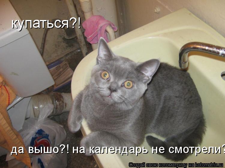 купаться?! да вышо?! на календарь не смотрели?!... Котоматрица: купаться?! да вышо?! на календарь не смотрели?!