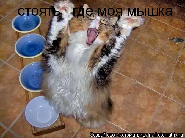 стоять где моя мышка... Котоматрица: стоять где моя мышка