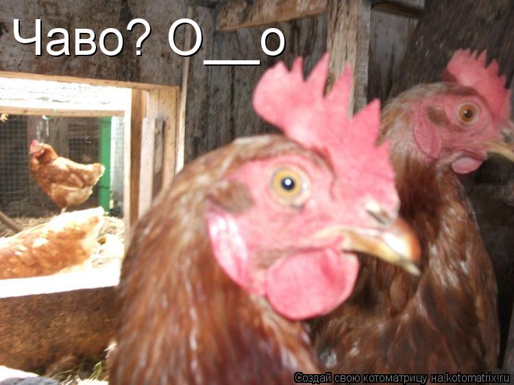 Чаво? О__о... Котоматрица: Чаво? О__о