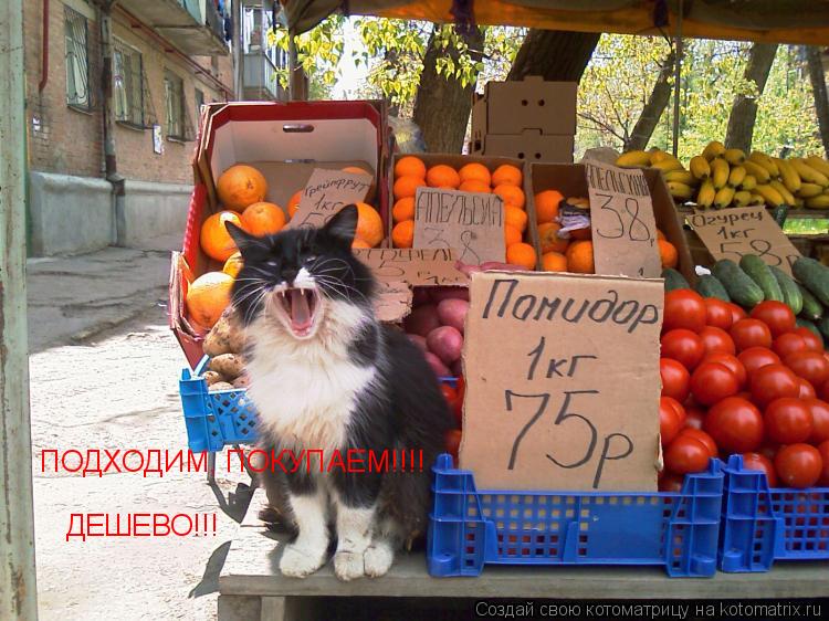 ПОДХОДИМ, ПОКУПАЕМ!!!! ДЕШЕВО!!!... Котоматрица: ПОДХОДИМ, ПОКУПАЕМ!!!! ДЕШЕВО!!!