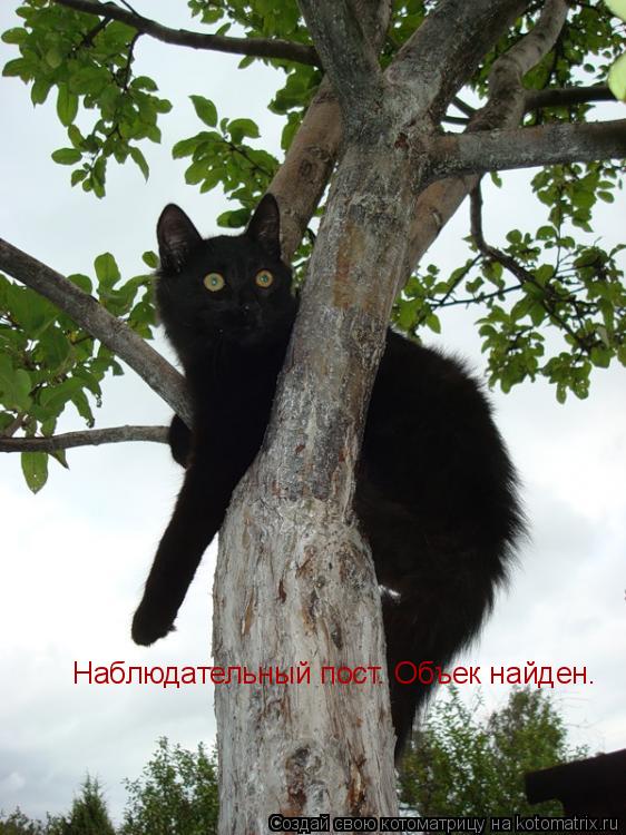 Наблюдательный пост. Объек найден.... Котоматрица: Наблюдательный пост. Объек найден.