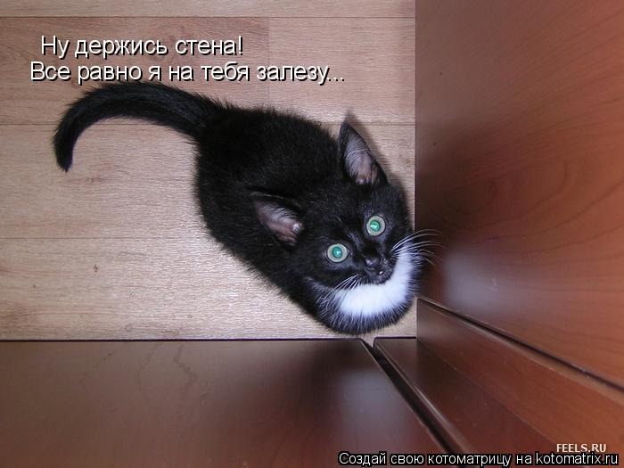 Ну держись стена! Все равно я на тебя залезу...... Котоматрица: Ну держись стена! Все равно я на тебя залезу...