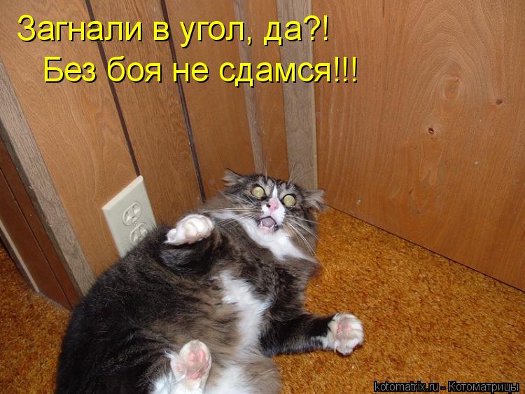 Загнали в угол, да?! Без боя не сдамся!!!... Котоматрица: Загнали в угол, да?! Без боя не сдамся!!!