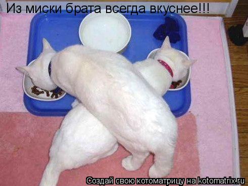 Из миски брата всегда вкуснее!!!... Котоматрица: Из миски брата всегда вкуснее!!!