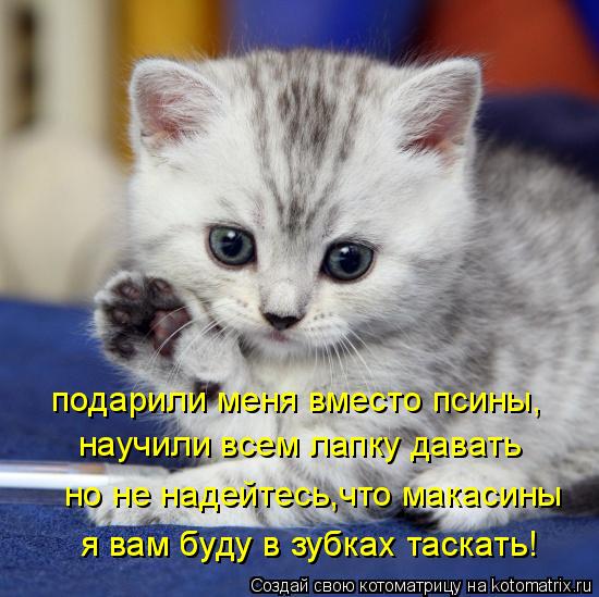 подарили меня вместо псины, научили всем лапку давать но не надейтесь,что макасины я вам буду в зубка... Котоматрица: подарили меня вместо псины, научили всем лапку давать но не надейтесь,что макасины я вам буду в зубках таскать! я вам буду в зубках таскать!