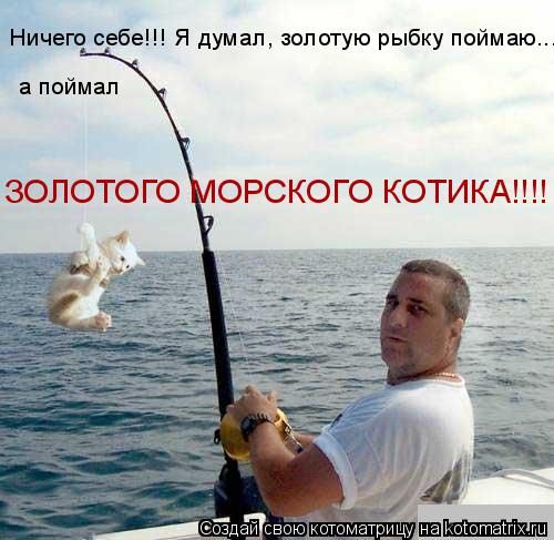 Ничего себе!!! Я думал, золотую рыбку поймаю... а поймал ЗОЛОТОГО МОРСКОГО КОТИКА!!!!... Котоматрица: Ничего себе!!! Я думал, золотую рыбку поймаю... а поймал ЗОЛОТОГО МОРСКОГО КОТИКА!!!!